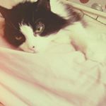 Profile Picture of ameliadoherty (@ameliadoherty5496) on Instagram