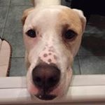 Profile Picture of Lori Trainor (@carleezmom) on Instagram