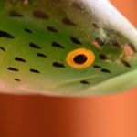 jim  beeson - Instagram Profile Picture of jim  beeson (@cowdungwetfly) on Instagram