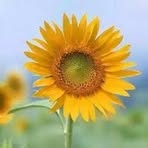 Profile Picture of Serena Chen (@Serena-Chen) on Facebook