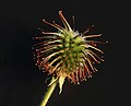 Profile Picture of Buron Wikipedia