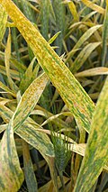 Profile Picture of Wheat yellow ruston Wikipedia