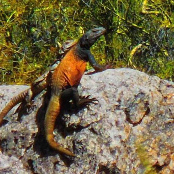 Profile Picture of Deborah Kerr-minor (@zonadebster) on Poshmark