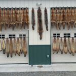 Profile Picture of Steven Strouse (@trapper_steve1) on Instagram