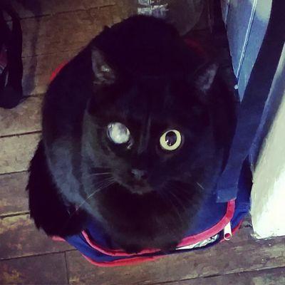 Profile Picture of Allison Poulin (@averill_avery77) on Twitter