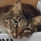 Profile Picture of Josefina Caraballo (@josefinacaraballo9951) on Youtube