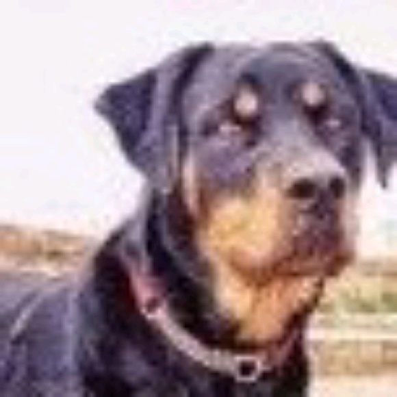 Profile Picture of Dina Engels (@dixiechiken) on Poshmark