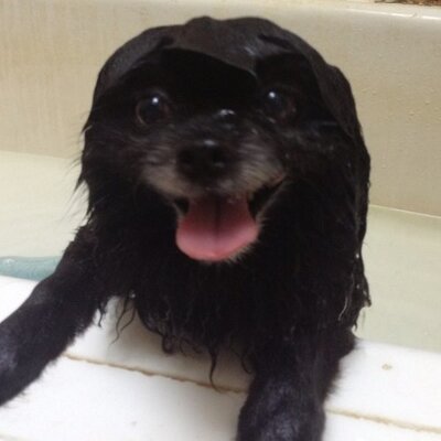 Profile Picture of Josh Olsafsky (@olsafsky) on Twitter