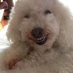 Profile Picture of Jo Niven (@joasherkia) on Instagram