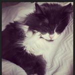 Profile Picture of Sheila Patel (@cattherapyfurrreal) on Instagram