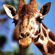 Profile Picture of Darren McFadden (@TheBadFadster) on Youtube