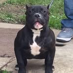 Profile Picture of Terrell Hornburger Downsouthbulliz (@terrell.hornburger.downsouthbulliz) on Facebook