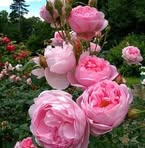 Profile Picture of Julia Cava (@julia.cava.14) on Facebook