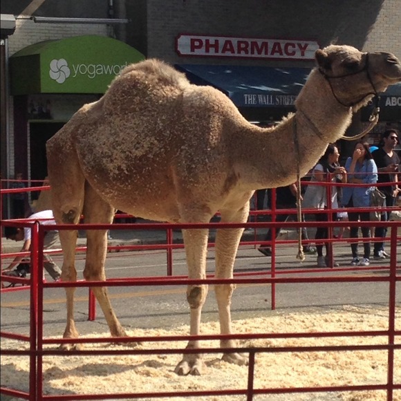 Profile Picture of Ella Levitan (@ellafitzpat) on Poshmark