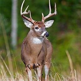 James Oxendine - Twitter Profile Picture of James Oxendine (@joxendine2484) on Twitter