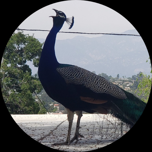 Profile Picture of Joseph Riser (@josephris) on Poshmark