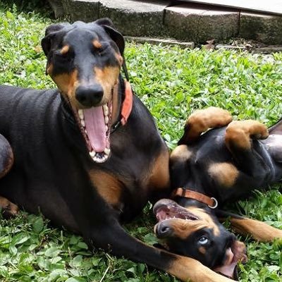 Profile Picture of Todd Parish (@dobie_dad) on Twitter