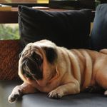Profile Picture of Fitzwilliam Tom Riddle Darcy (@fitzwilliam_pug) on Instagram