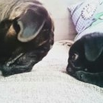 Profile Picture of Elvira e Pépe (@elviraepepe) on Instagram