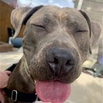 Profile Picture of Juniper Chieko James (@junithepitt) on Instagram