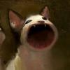 Profile Picture of Cameron Bopp (@camboppp) on Tiktok