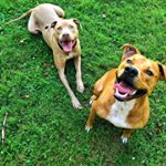 Profile Picture of Joey & Rusty (@gilly_pups) on Instagram