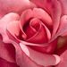 Profile Picture of Nancy McFadden (@nancypillet) on Pinterest
