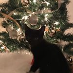 Profile Picture of Bennie the Cat 🐱🚀 (@bennie.bean) on Instagram