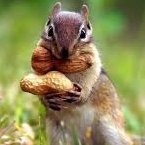 Profile Picture of Jd Campbell (@squirrelman17) on Myspace