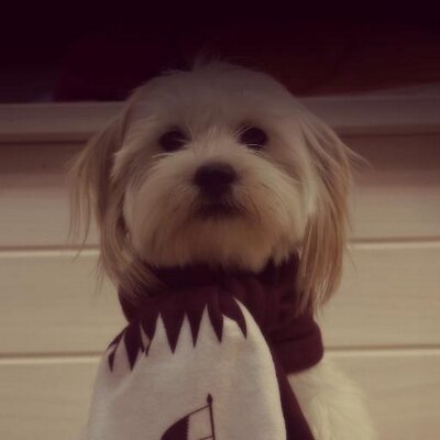 Profile Picture of Noora AL-Thani (@Noora_Althani) on Twitter