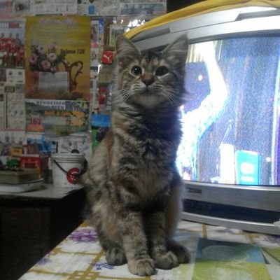 Profile Picture of Luis Calixto (@15da8b3379ed478) on Twitter