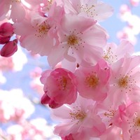 Profile Picture of Semra Öztürk (@semra-Öztürk) on Quora