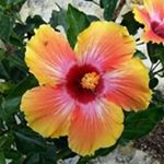 Patricia McConnell - Instagram Profile Picture of Patricia McConnell (@trishmcnll) on Instagram