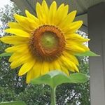 Profile Picture of Marsha Hawe (@marshahawe) on Instagram