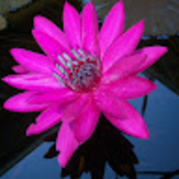 Profile Picture of Meghan Ahlbrandt (@megamace86) on Poshmark