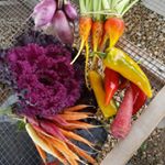 Shawn Fagan - Instagram Profile Picture of Shawn Fagan (@faganfamilyfarms) on Instagram