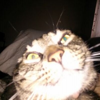 Profile Picture of StevePawlowski (@StevePawlowski4) on Twitter