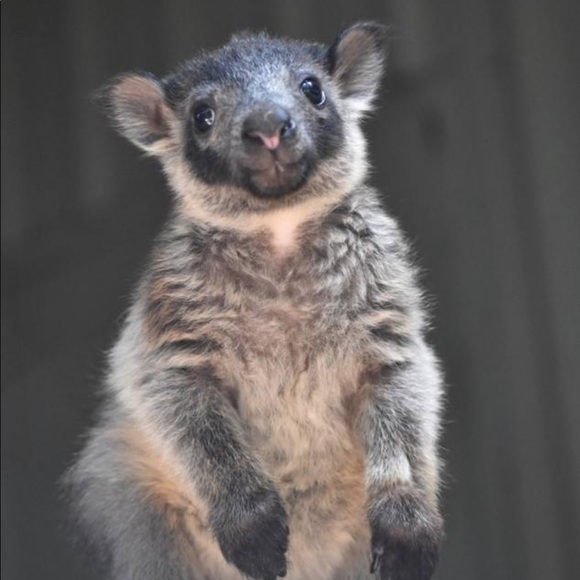 Profile Picture of Rebecca Boonenberg (@beccaboon) on Poshmark