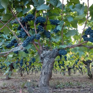 Profile Picture of walnuthillvisuals (@walnuthillvisuals) on Instagram