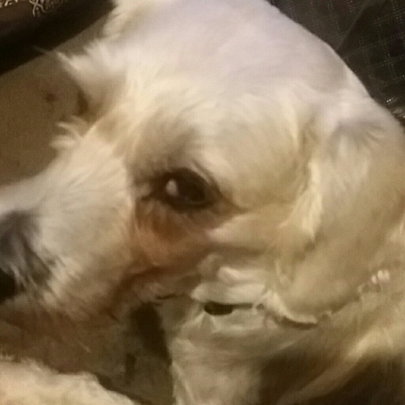 Misty Vanhooser - Poshmark Profile Picture of Misty Vanhooser (@missmistyvanhoo) on Poshmark