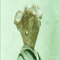 Profile Picture of Paul Saad (@paul-saad-5) on Quora
