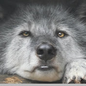 Profile Picture of Lucy Shaw (@lucyshaw7123) on Youtube