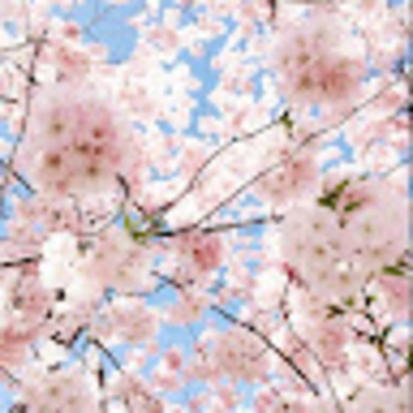 Profile Picture of Fiona Bonilla duncan (@fbonilladuncan) on Poshmark