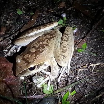 Profile Picture of Robert Bickle (@SailorFNQ) on Twitter