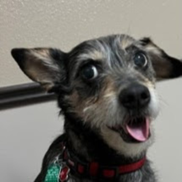 Profile Picture of Bernard Zadrowski (@zadrowb) on Poshmark