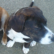 Profile Picture of Chris Lindahl (@chrislindahl4532) on Youtube