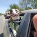 Profile Picture of Joel Proffer (@jcpkzoo) on Pinterest