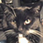 Profile Picture of Snewsma (@snewsma) on Flickr