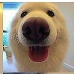 Daniel Ambler - Instagram Profile Picture of Daniel Ambler (@dan_is_a_rhino) on Instagram