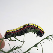 Profile Picture of Colin Bailey (@colinbailey3344) on Youtube